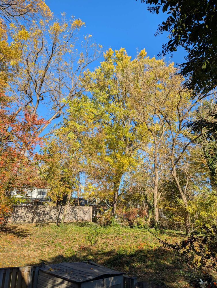 An autumn morning in Maryland. The sky is bright, cerulean blue. The leaves on the trees are mostly yellow, with some green and a bit of red, and they have thinned out. You can tell from the image that it's a crisp, cool day. 
