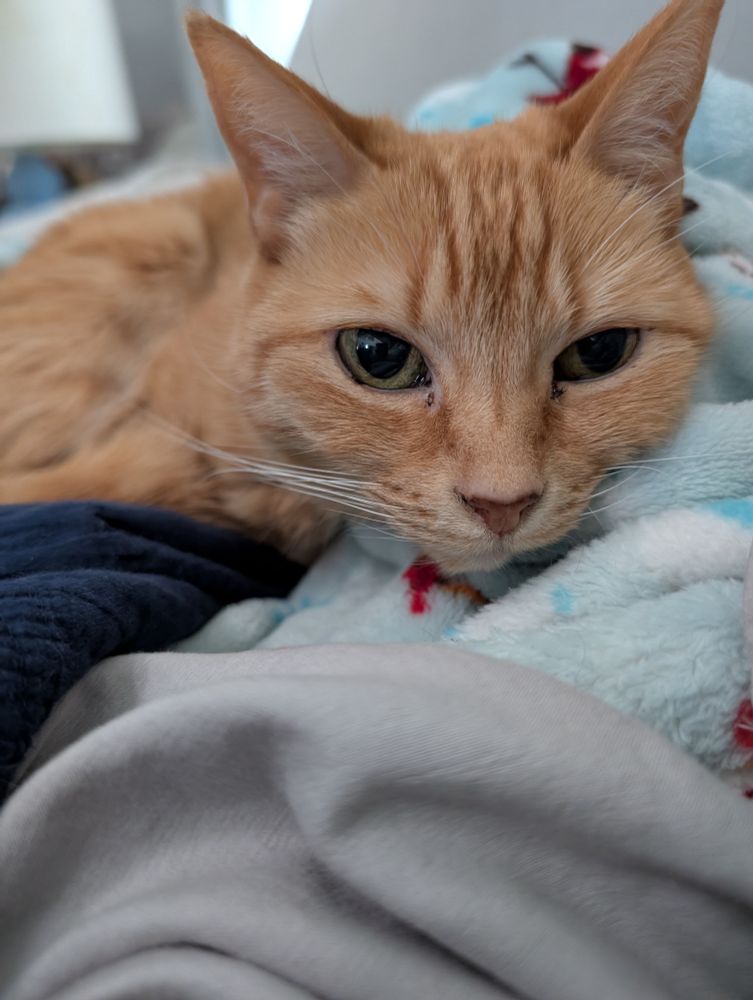 a tiny orange cat snuggled on a blue fuzzy blanket. 