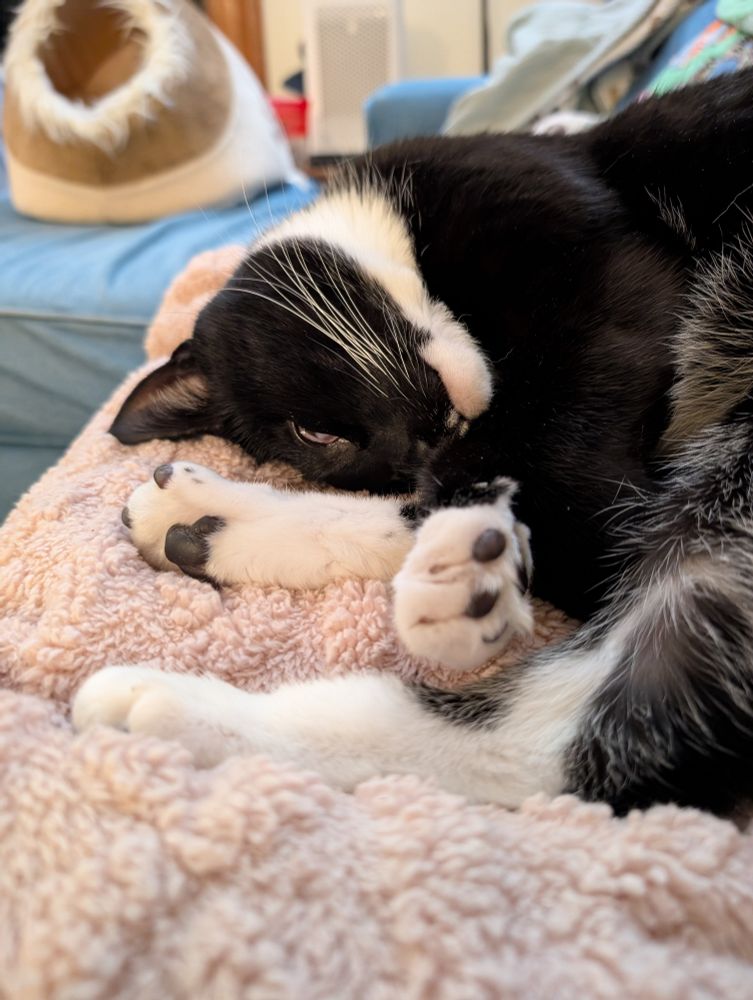 a tuxedo cat with a little white moustache curled up dozing on a pink fleece blanket. his eyes are half open and one paw reaches toward the camera. 