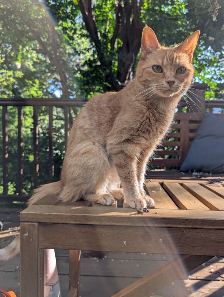A skinny, old orange cat sitting in a ray of sunshine on a table outside. Her gaze says she's the queen of the universe and she expects you to worship her. 