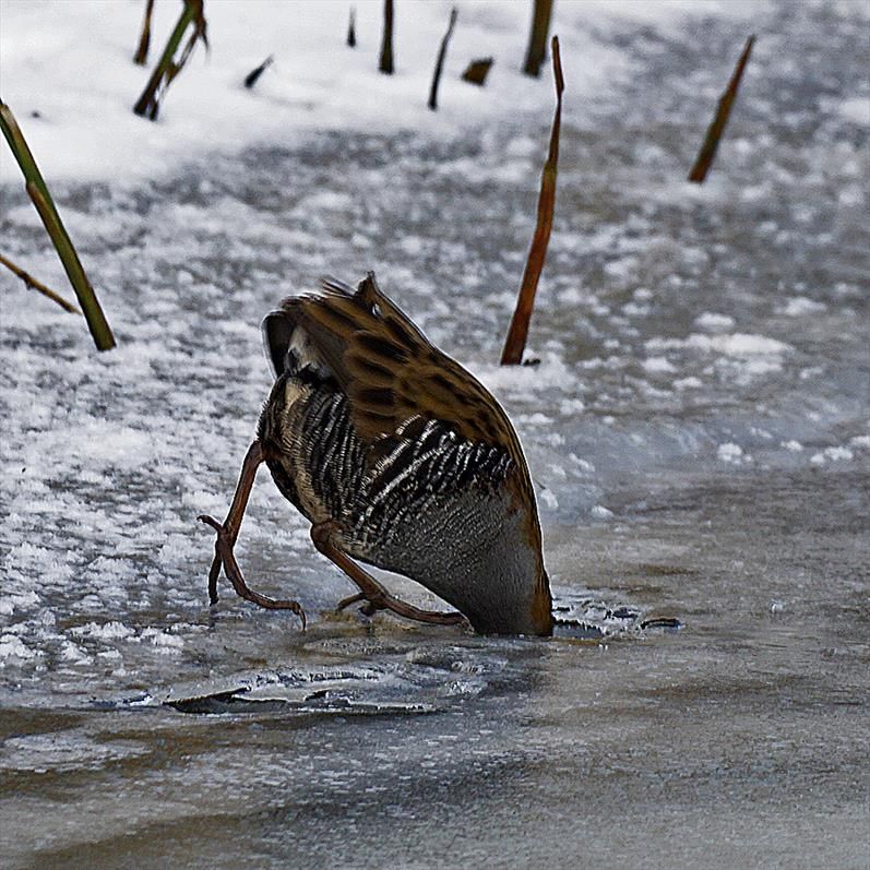 Waterral  - Water Rail Groningen - Kardinge februari 2021

Hello! anybody home! 😉