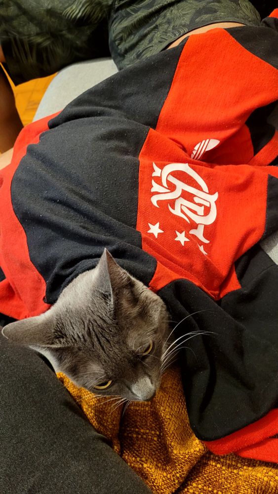 gata coberta parcialmente com uma camiseta do flamengo.