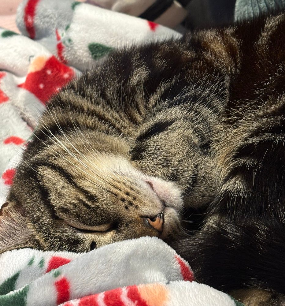 sleeping tabby cat on a christmas blanket