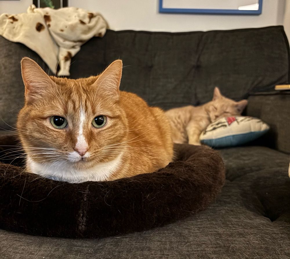 Two orange cats very cozy on the couch.