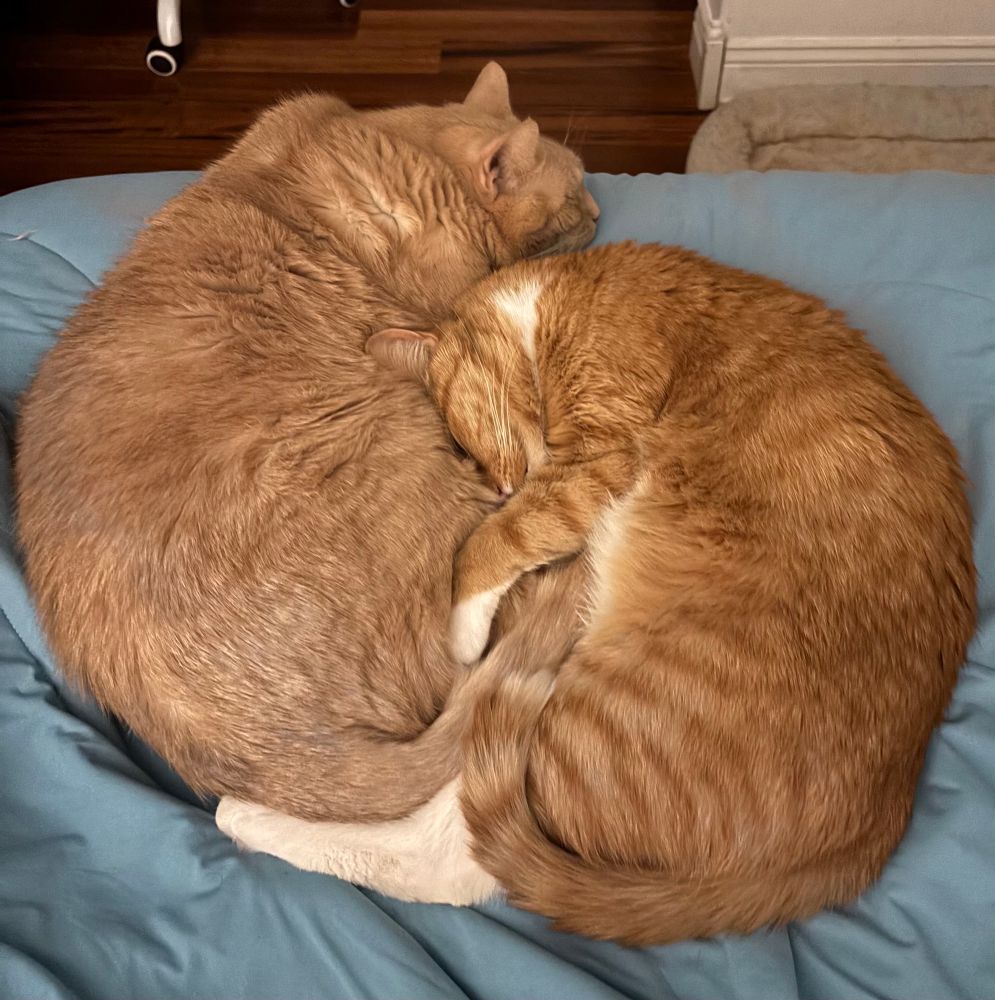 Two very good boy orange cats snuggling with each other.