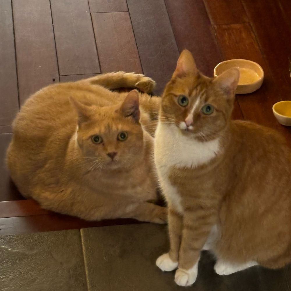 Two orange kitties.