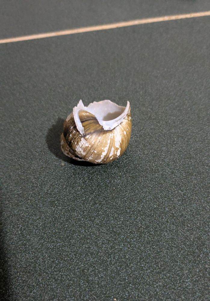 A brown and white snail shell resting on a green table with the opening up. There are tiny gnaw marks on the edges where something dug the snail out to eat
