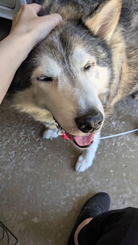 Happy sable husky getting forehead scritches 