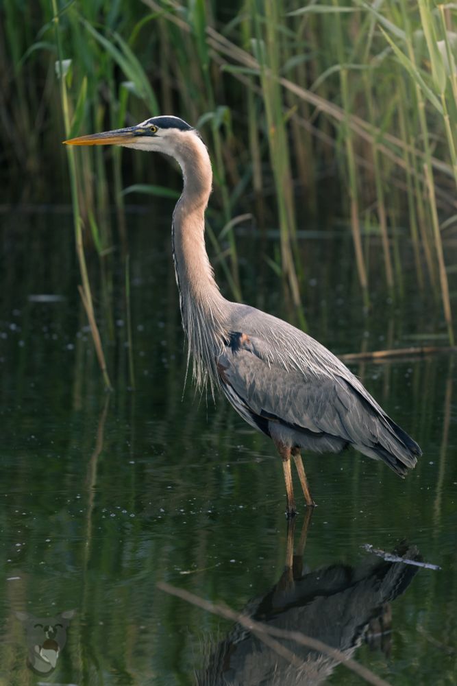 A large blue wading bird with a strong yellow beak and long yellow legs stands stoically on a glass smooth pond, tall reeds providing protection in the background, and sunlight streaming into frame from the right.