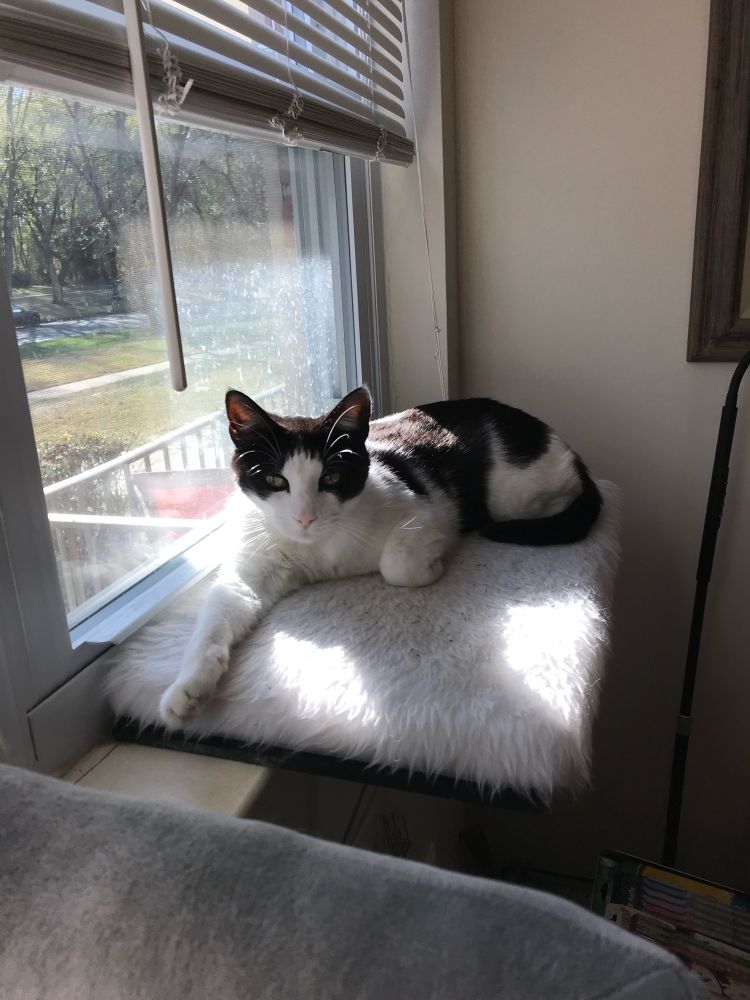 King Dipper Dot soaking up every bit of sun