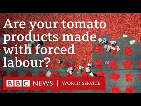 Blood on the Shelves: The Secrets of Xinjiang’s Tomato Industry - BBC World Service Documentaries