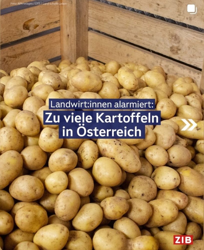 Zib schlagzeile "zu viele Kartoffeln in Österreich "