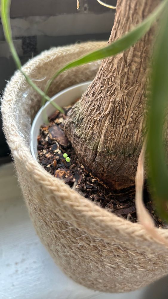 it appears my ponytail palm has reproduced. that or its growing a lawn 