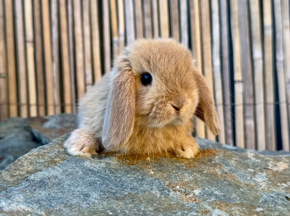 A cute, tan-colored baby rabbit with floppy ears is sitting on a gray rock.
