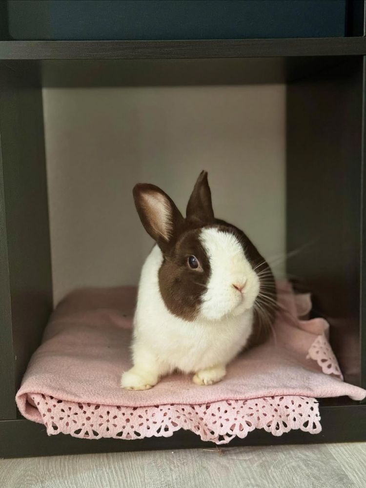 A small brown and white rabbit with a white face and brown ears is sitting on a pink blanket with a lace trim, inside a dark cubbyhole.