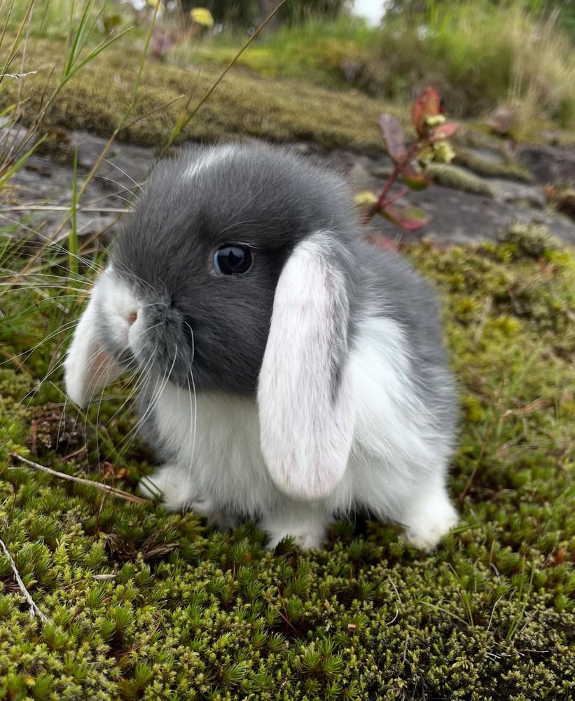 This is a close-up photo of a small, fluffy rabbit with droopy ears. It has gray and white fur and is sitting on a patch of green moss. 