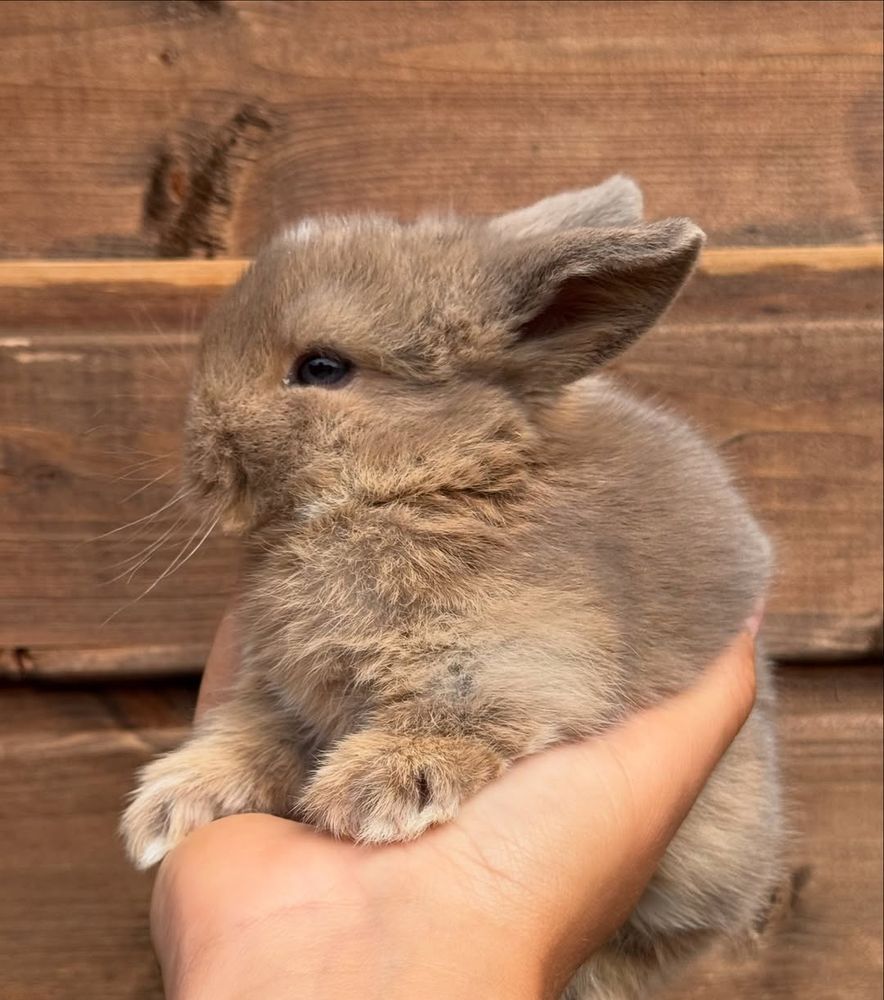 A tiny, fluffy bunny snuggled gently in a hand.