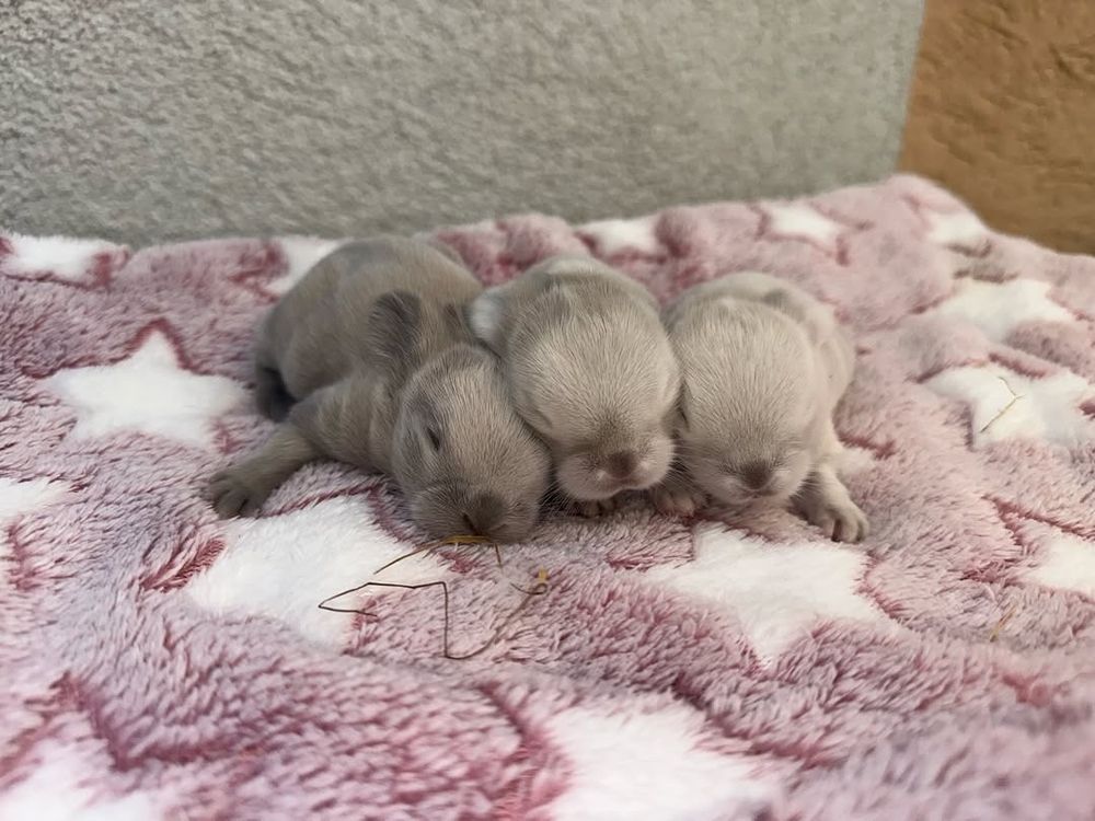 Three baby rabbits are sleeping together on a pink and white blanket with star patterns.
