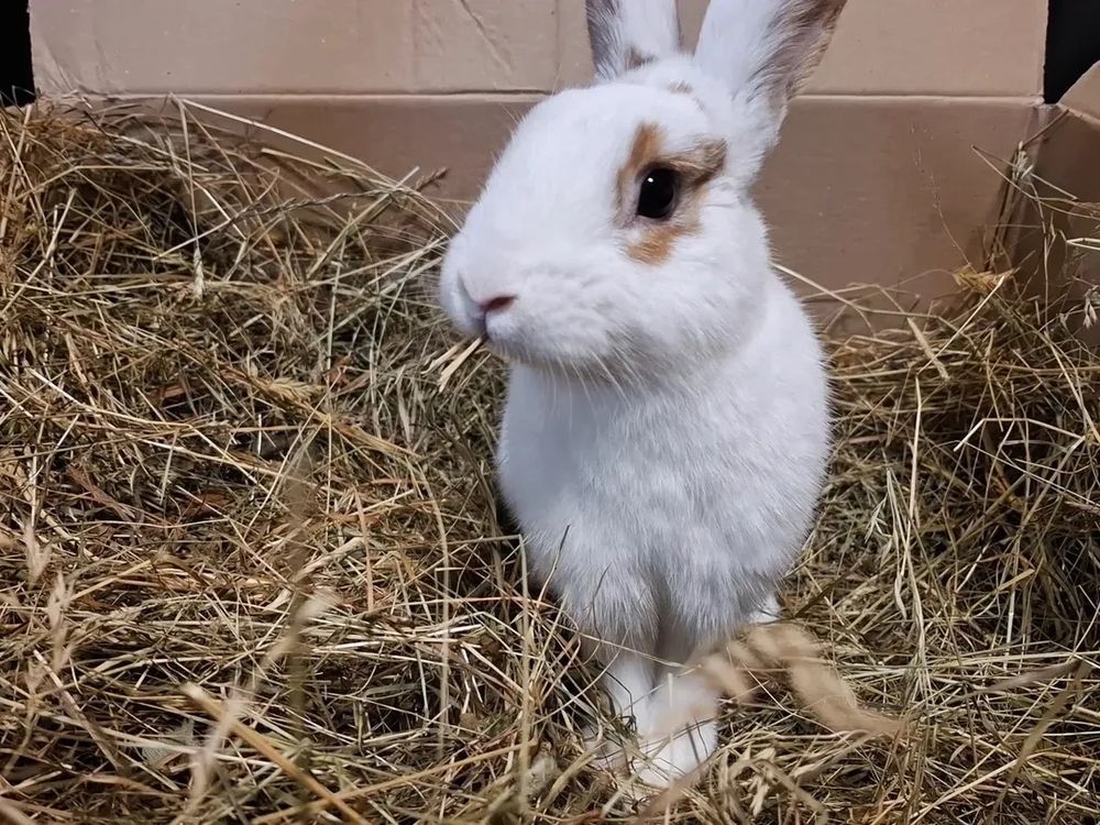 A white rabbit with brown markings around its eyes and on its ears is standing in a cardboard box filled with hay, holding a piece of hay in its mouth.
