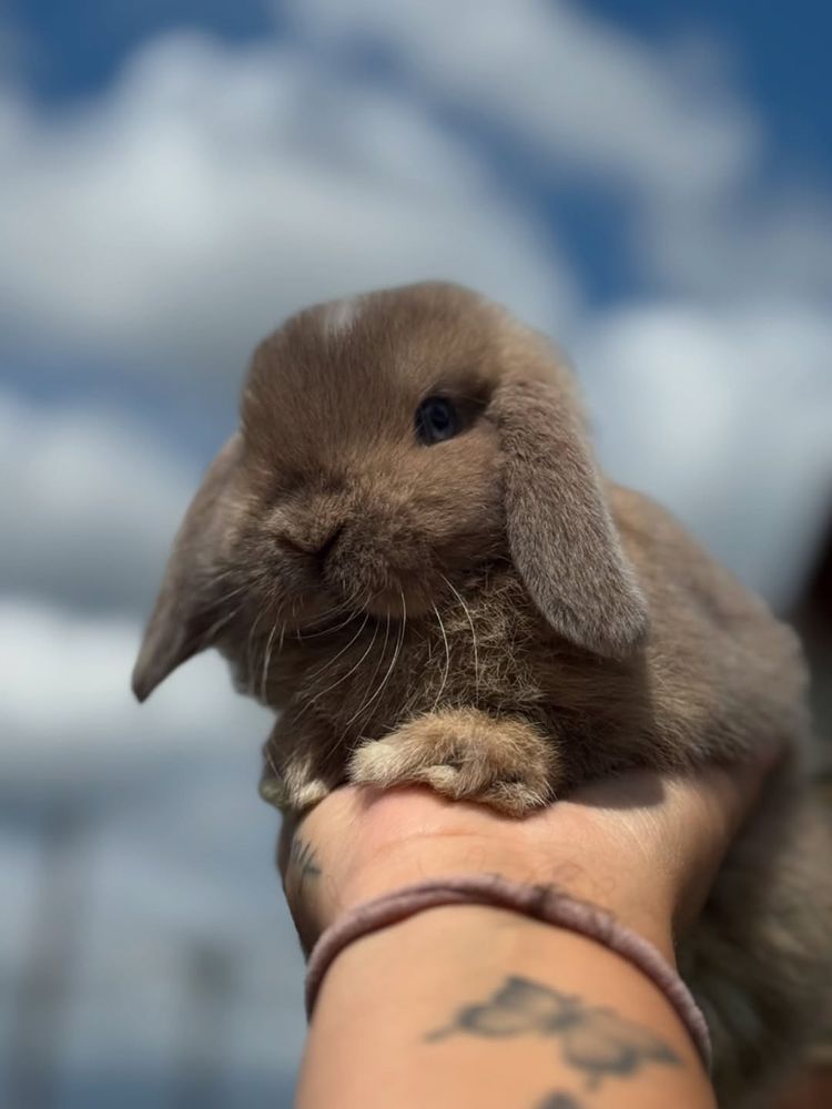 A cute, light brown lop eared bunny is held in a person's hand against a bright, cloudy sky.
