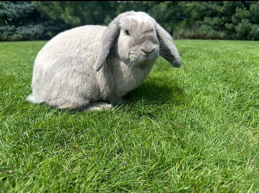 A fluffy, light gray rabbit with floppy ears is sitting on a well-maintained green lawn. The sun is shining, casting a shadow, and in the background are some green bushes and trees.
