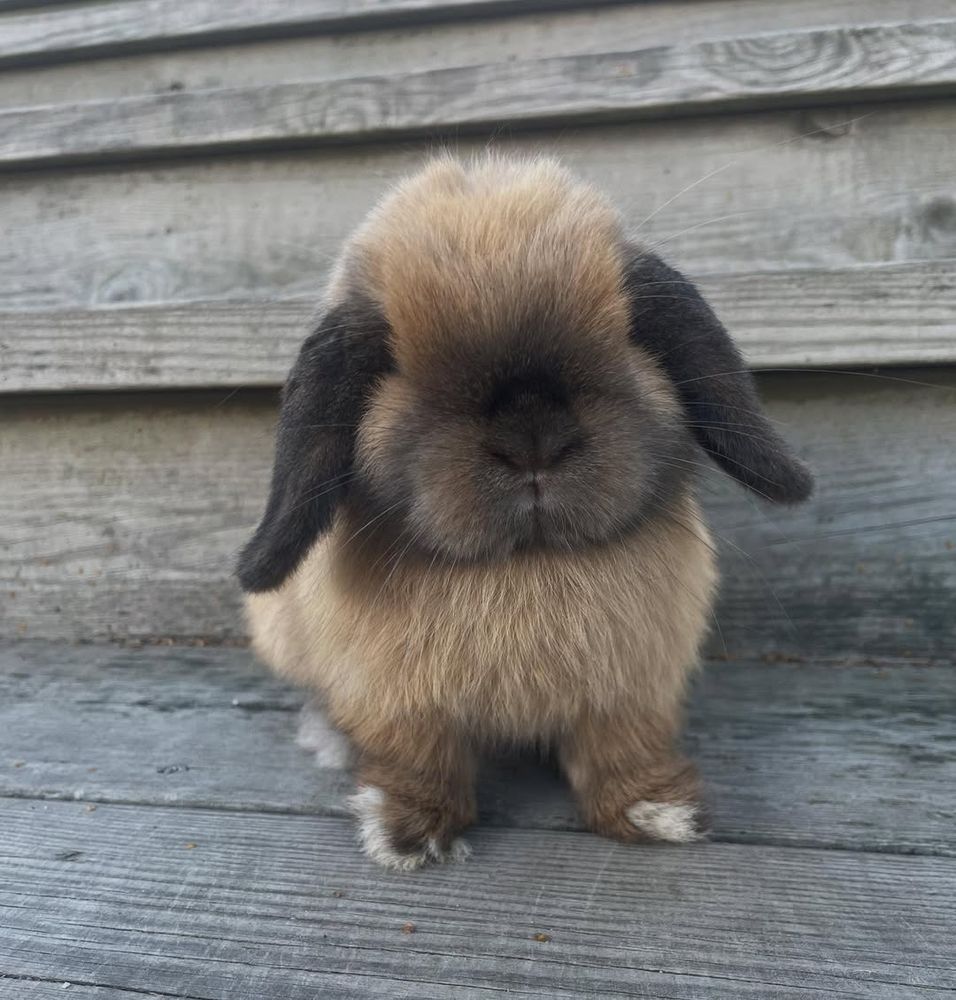 A very fluffy lop-eared rabbit with a brown and dark brown (sable) coat is sitting on weathered wooden planks.
