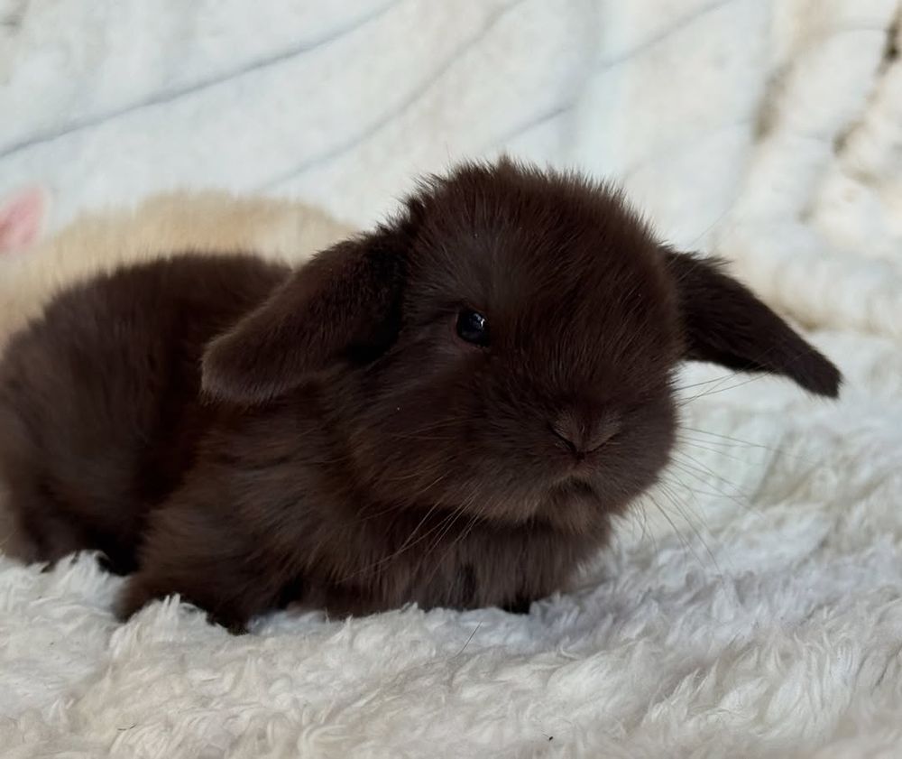 A fluffy dark brown lop-eared rabbit on a white blanket. 