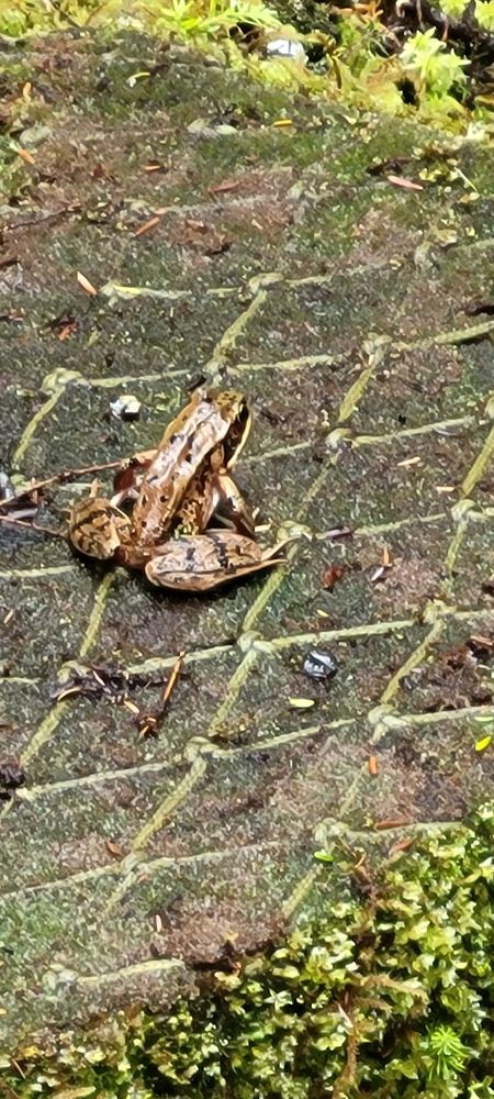 The trail are shared with wildlife, the rain & berries are plentiful. 