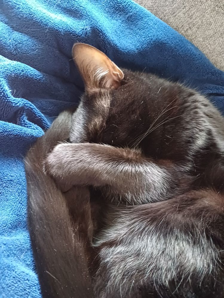 Black cat fast asleep on blue blanket, one paw tightly pulled over his face 