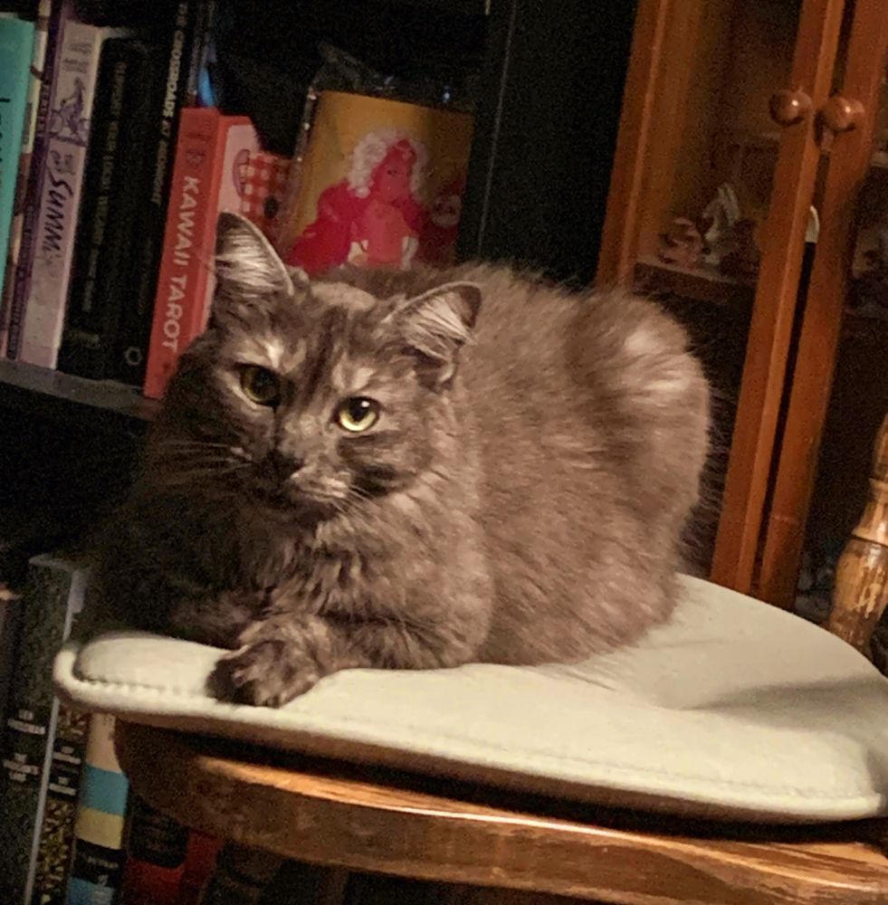 my cat, Besom, is staring at the camera with big yellow eyes