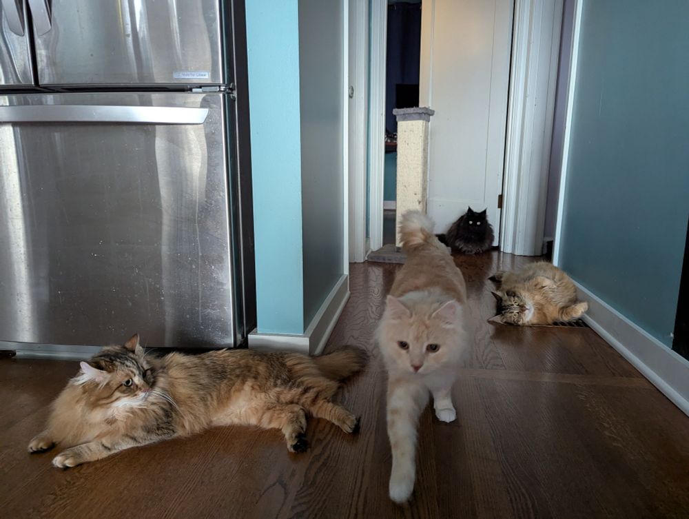 4 cats walking and laying in various positions 