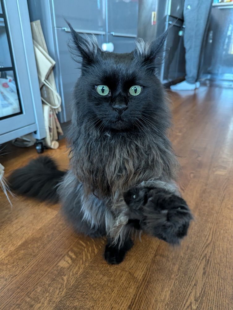 Oni, a black Maine Coon, now 4 years old, reaching out a giant polydactyl paw to shake your hand.