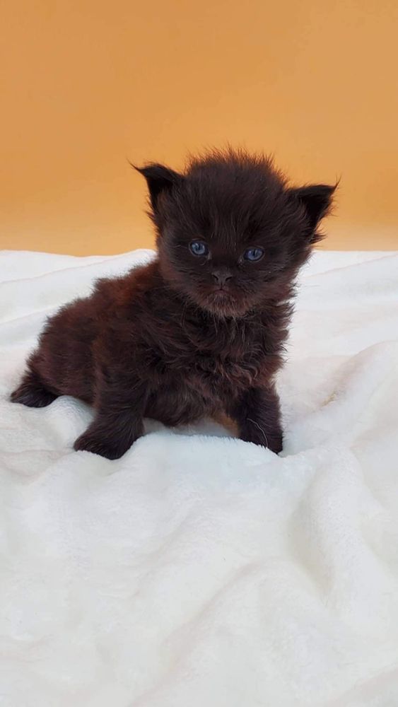 Oni, a black Maine Coon, when he was only a few weeks old.