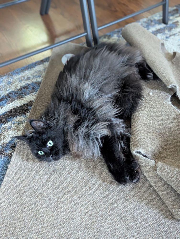 a black maine coon cat laying on a ripple rug