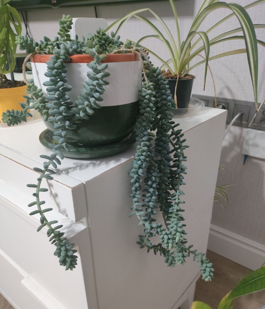 A Sedum burrito plant with its 30 cm long branches extending down the flowerpot and the drawer it is on.