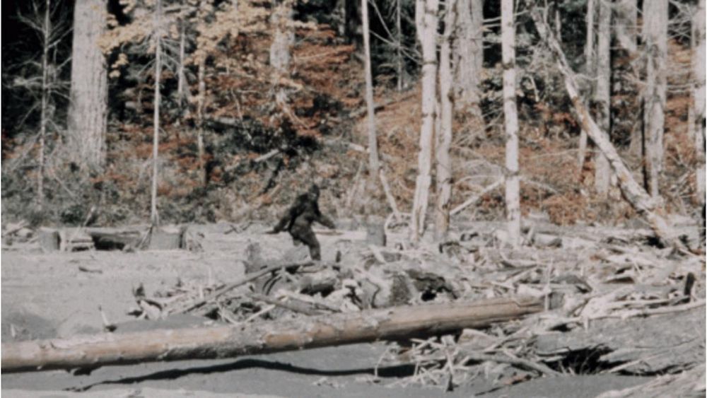 Famous archive photo of an apparent ape like creature walking on two legs through some tree debris in a forest.  The creature is often referred to as Bigfoot.