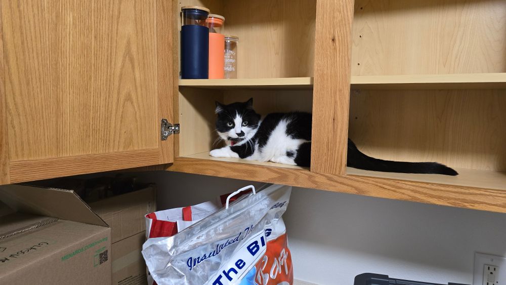 A black and white tuxedo cat lounges inside a kitchen cupboard.  She is helpfully participating in the unpacking ritual. 