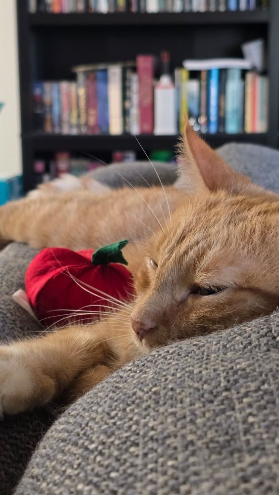 A different angle of the orange tabby cat with his new toy on the back of the couch. 