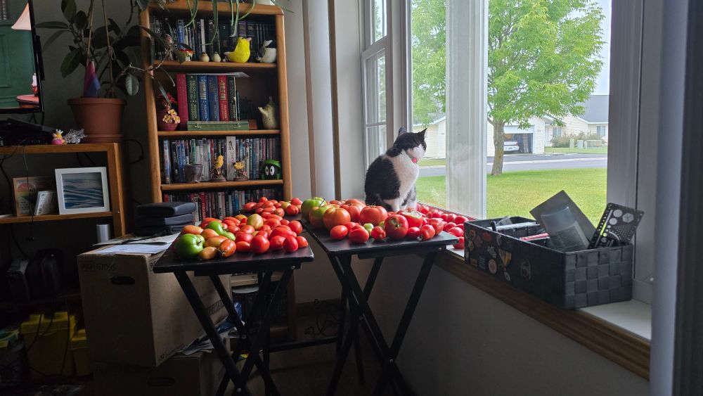 A black and white cat perches on a window sill among a bunch of tomatoes in various stages of ripeness. The cat is looking outside for a gray squirrel that is no longer in the immediate vicinity. 