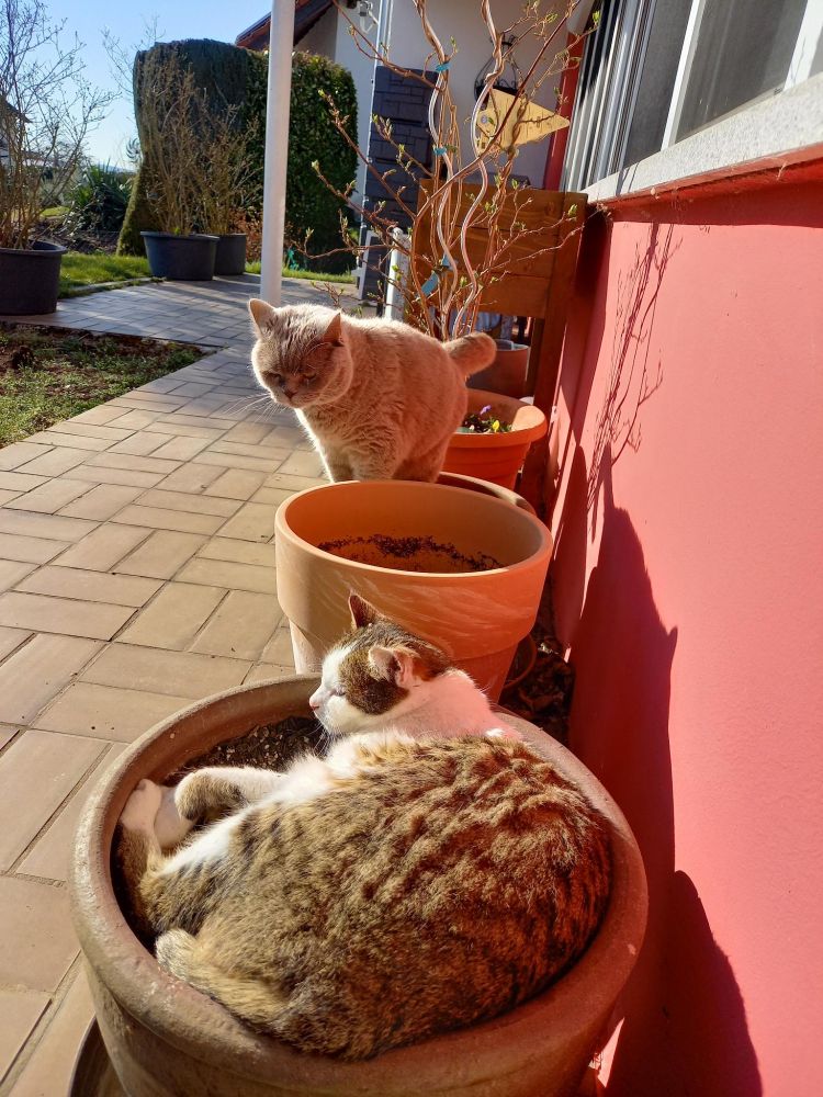 One cat, lying in a flowerpot and in the background another cat standing in another flowerpot, looking at the sleeping cat in the foreground. 
