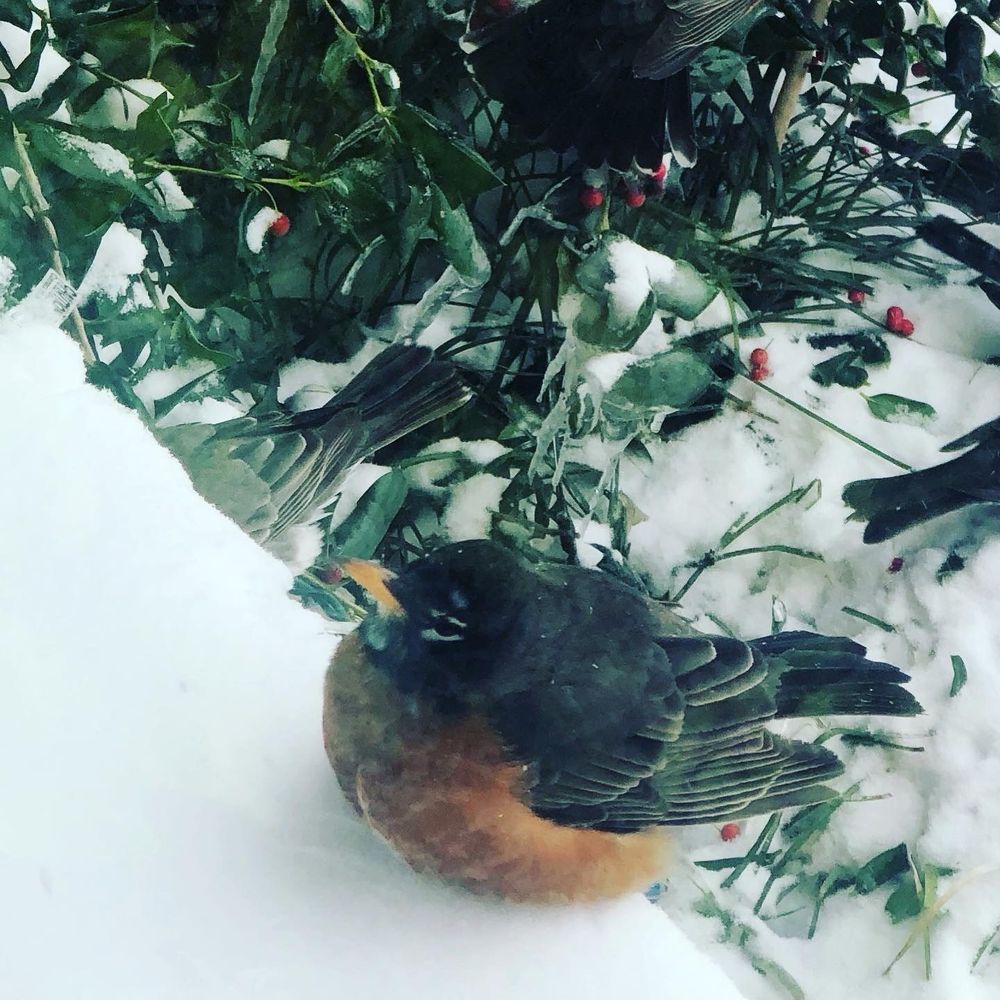 A fluffy American robin, with it’s orange breast and black top, sits on a snowy window sill at the bottom of the frame. Behind him is a holly bush with bright red berries. He and his friends, of which you can see parts of in the bush, decimated those berries. So. Many. Robins. Maybe 100 in the yard. Only one full one in this picture though, and he’s looking at me like ‘let me in lady, it looks warm in there’. Or maybe he’s just just full. 