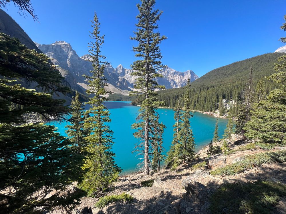Beautifully turquoise lake with a hill covered with connifers on the right and dramatic Rockies in the background. A few narrow conifers cut through the foreground.