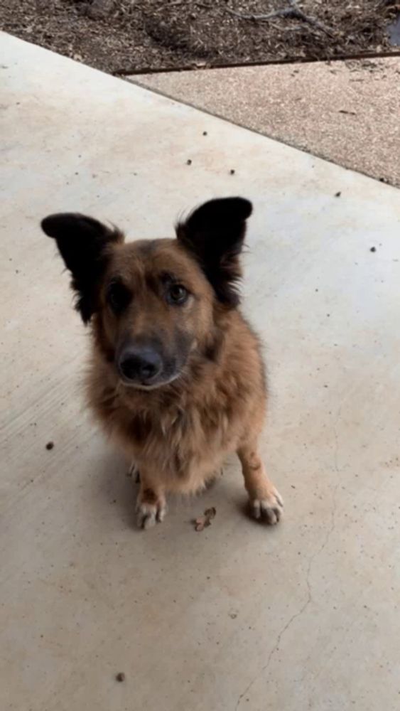 a brown dog with black ears is standing on a sidewalk