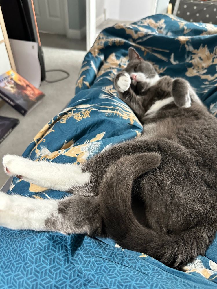 a grey and white cat is curled in a weird shape, kind of on his back, tail curled up and over his back. He is prominently displaying his white socks on his back legs. 