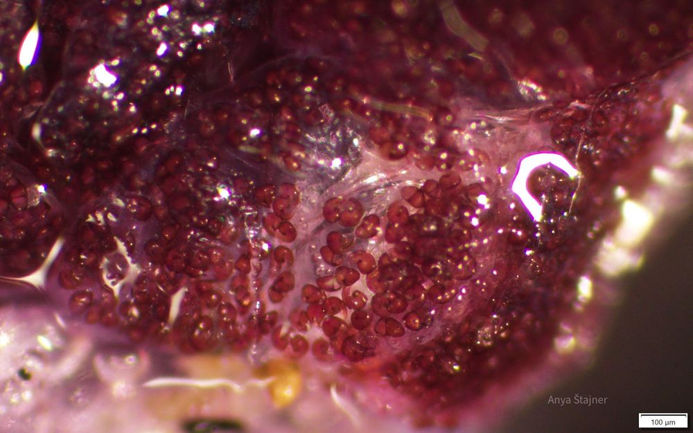 Protoconchs, or embryonic or larval shells, of baby janthina