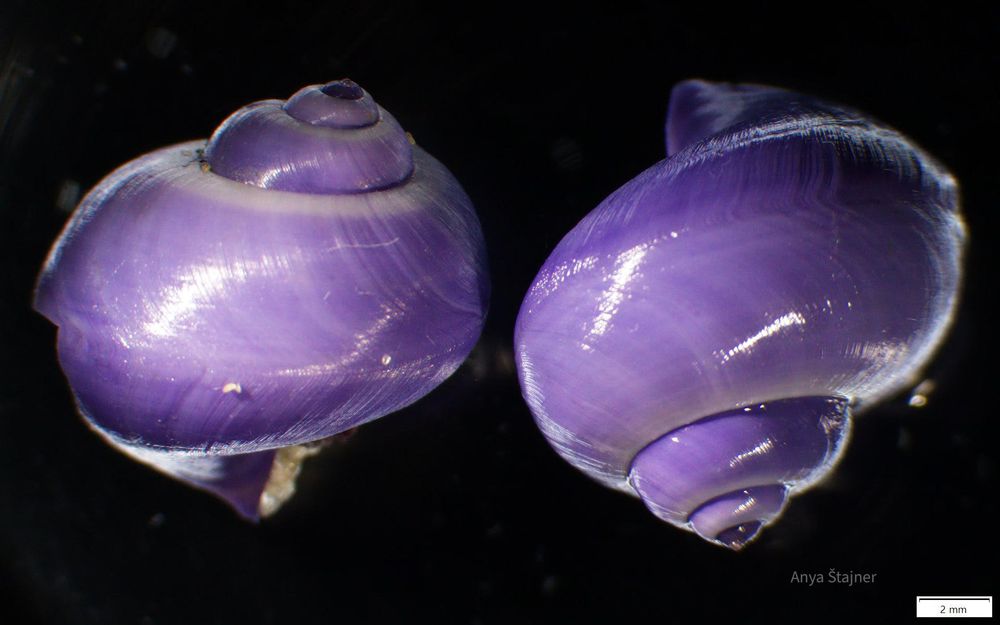 2️⃣  janthina specimens