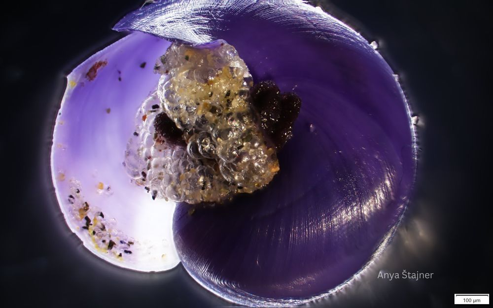 A close-up of the janthina egg sacs attached to their bubble raft