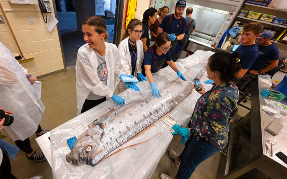 Fish Experts Study Rare Deep-Sea Oarfish in the Lab