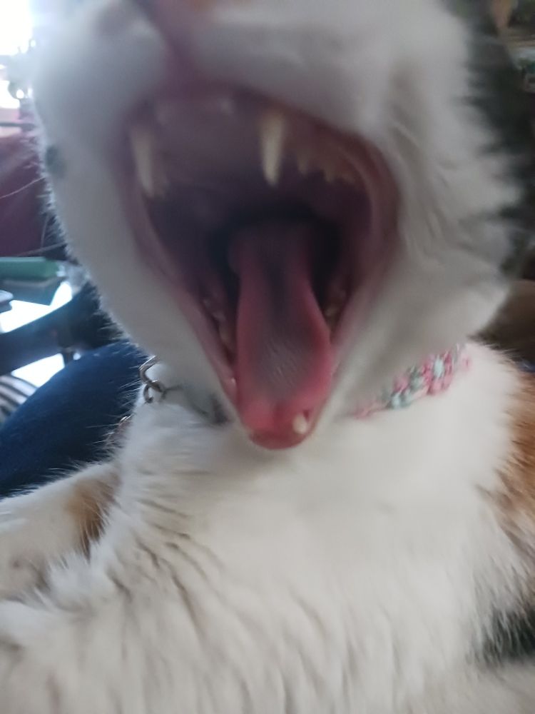 her yawning with her big disgusting ugly mouth