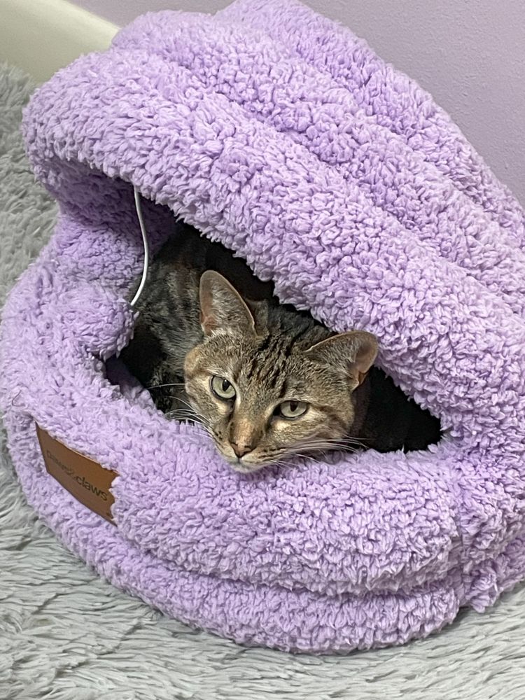 Poppy is curled up inside a small cat bed with a half-roof, her head sticking out and looking up at the camera. The fur on her cheek is slightly smushed, as if she'd been curled up asleep just a few moments before.